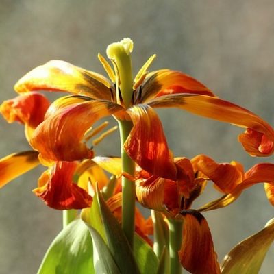 flowers-3987207_640